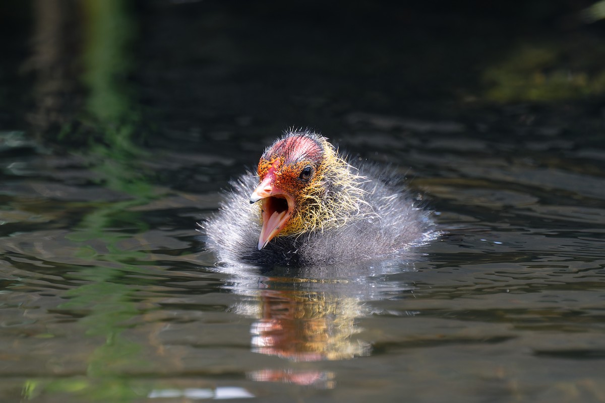 Eurasian Coot - Andreas Stadler