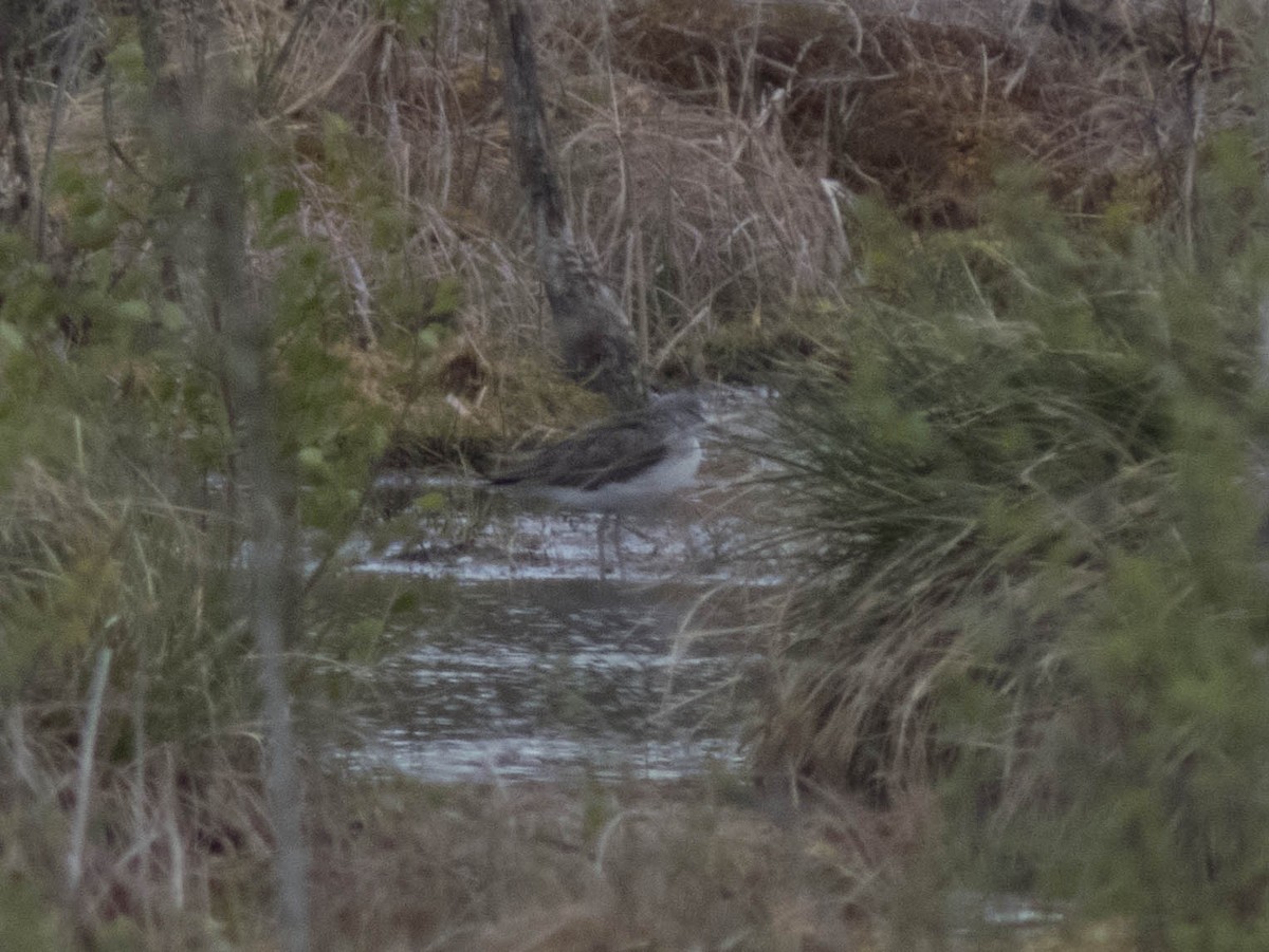 Common Greenshank - Hugo Schlenker