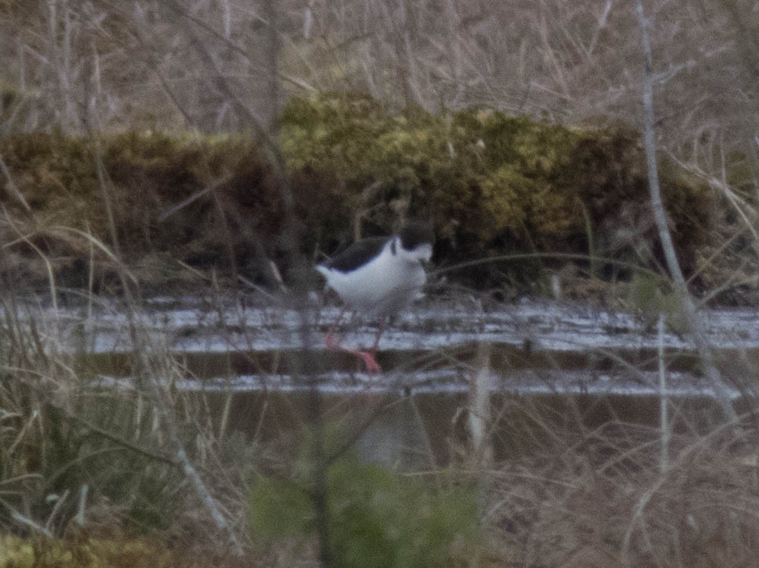 Black-winged Stilt - ML619518276