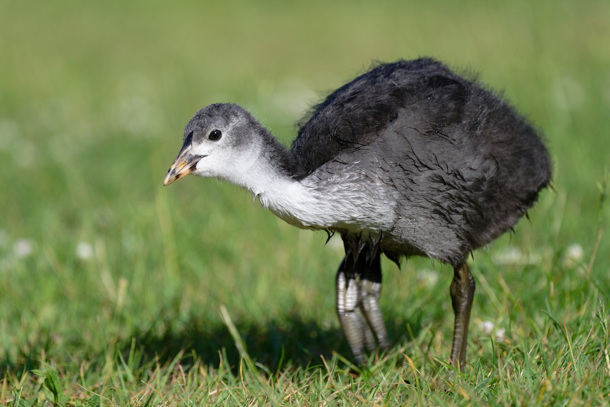 Eurasian Coot - Andreas Stadler