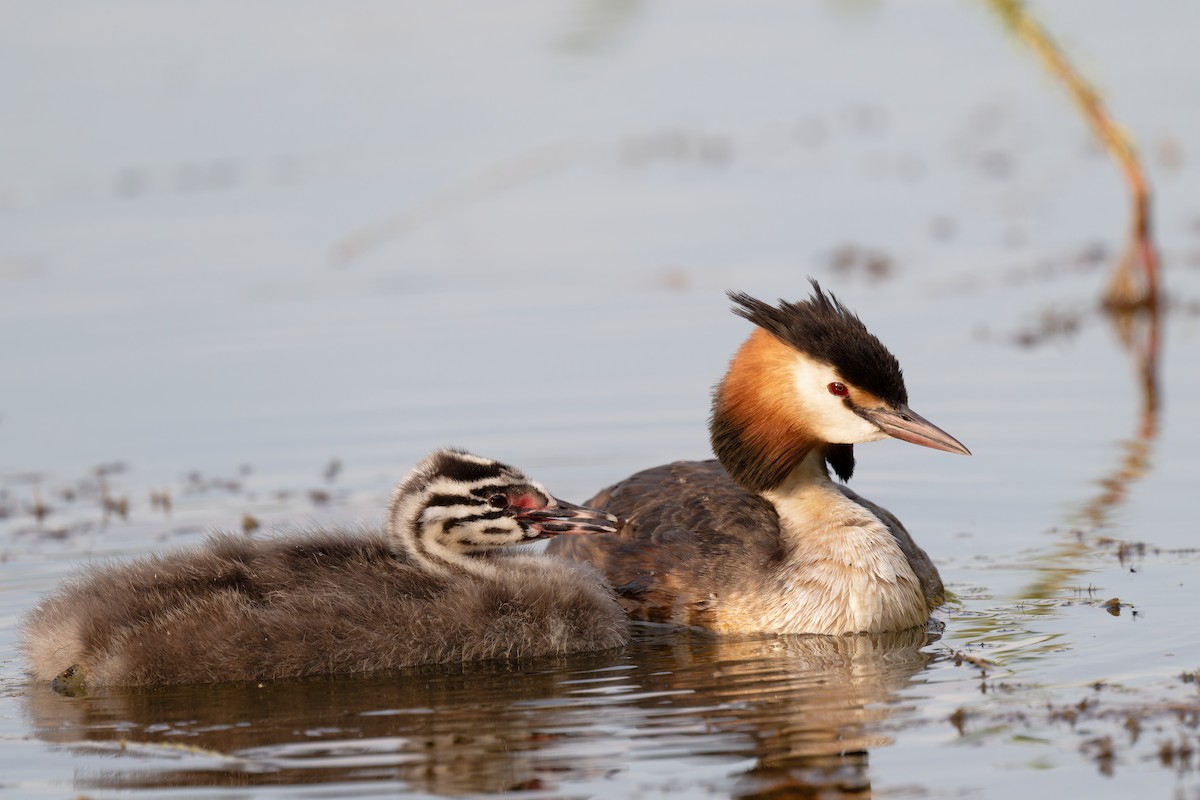 Great Crested Grebe - Andreas Stadler