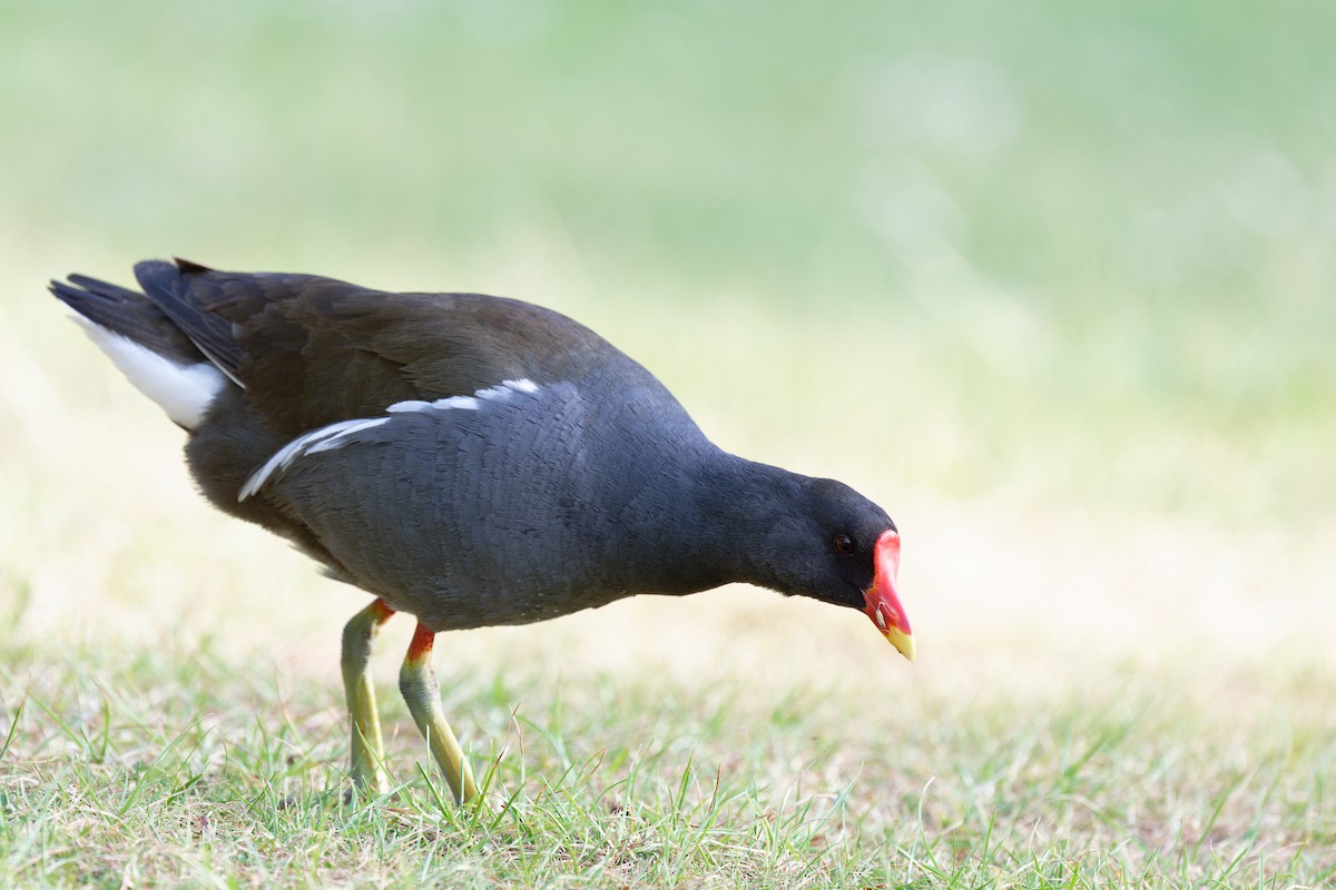 Eurasian Moorhen - Andreas Stadler