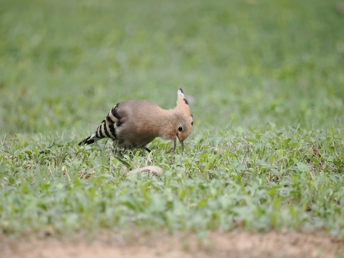 Eurasian Hoopoe - Yawei Zhang