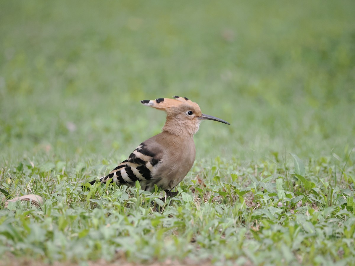 Eurasian Hoopoe - Yawei Zhang