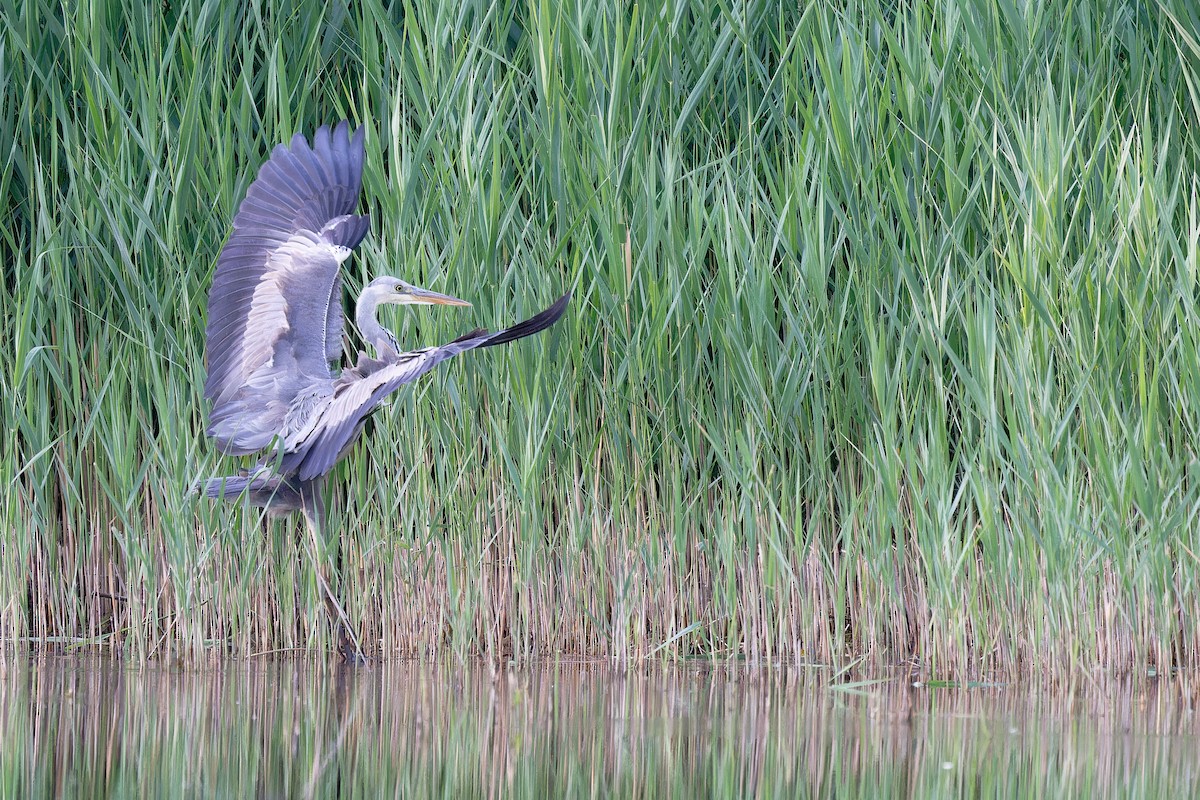 Gray Heron - Andreas Stadler