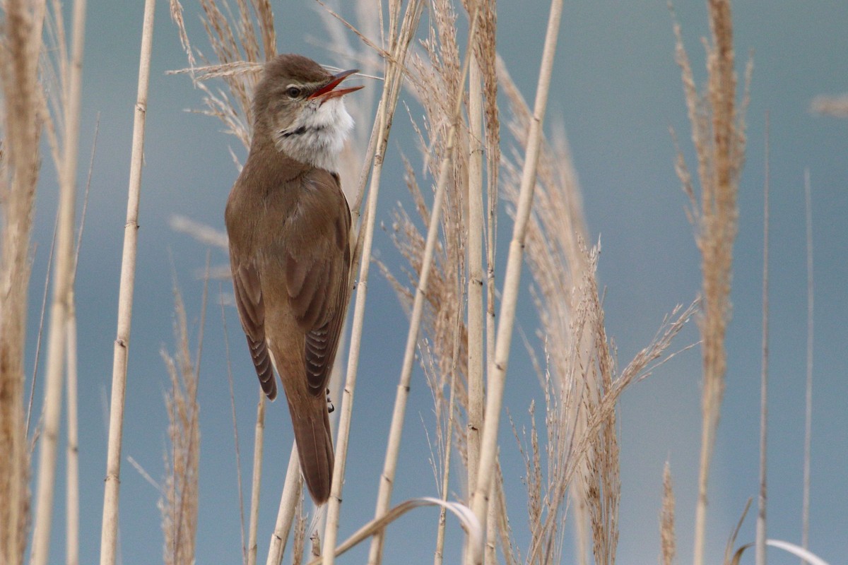 Great Reed Warbler - Anonymous