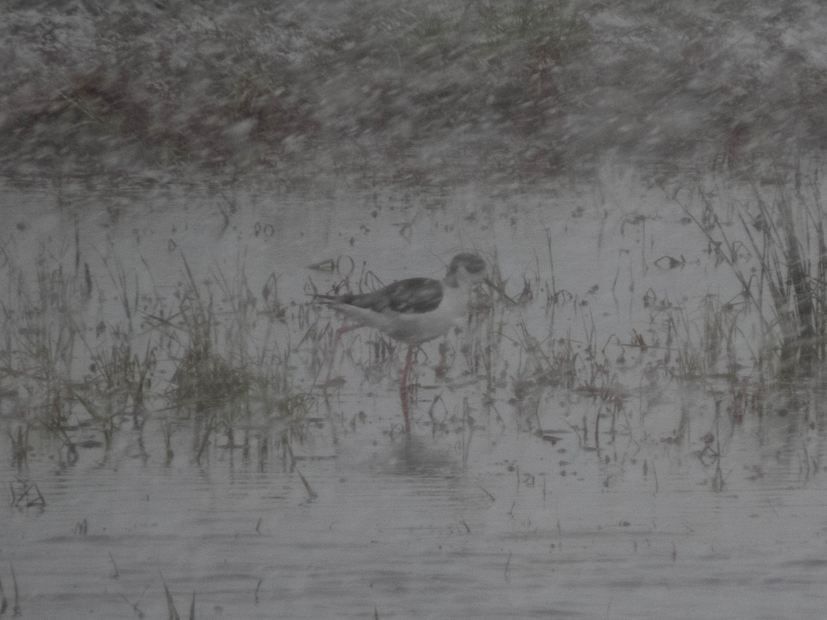 Black-winged Stilt - Hugo Schlenker