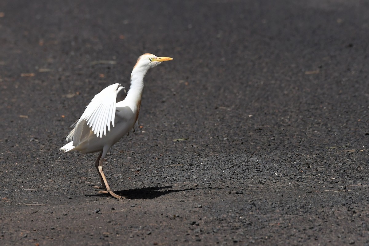 Western Cattle Egret - Igor Długosz