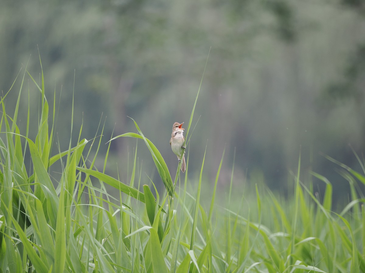 Oriental Reed Warbler - Yawei Zhang