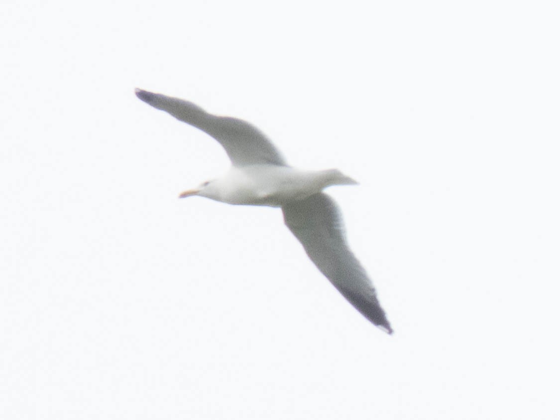 Yellow-legged Gull - Hugo Schlenker