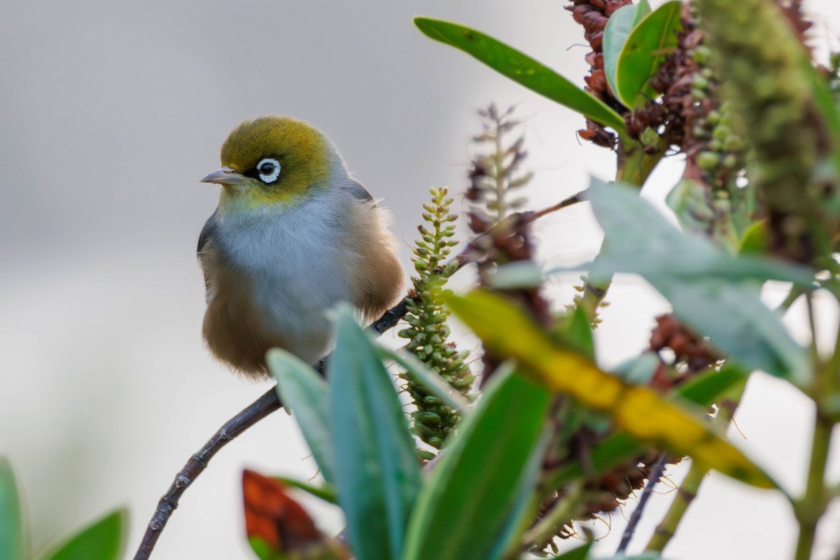 Silvereye - ML619518316