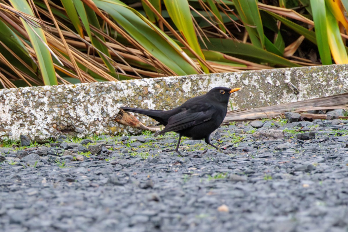 Eurasian Blackbird - Pierce Louderback