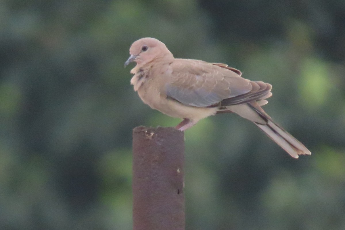 Laughing Dove - Chitra Ingole