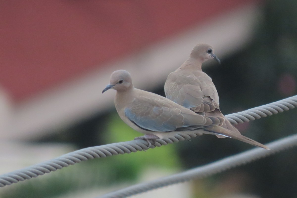 Laughing Dove - Chitra Ingole