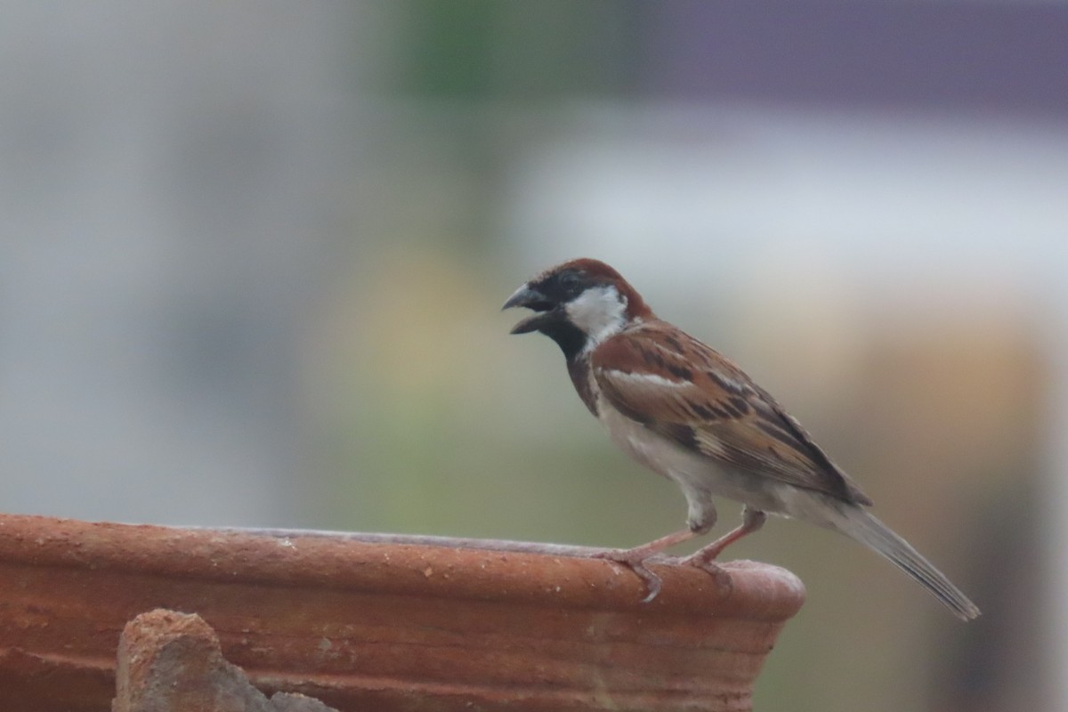 House Sparrow - Chitra Ingole