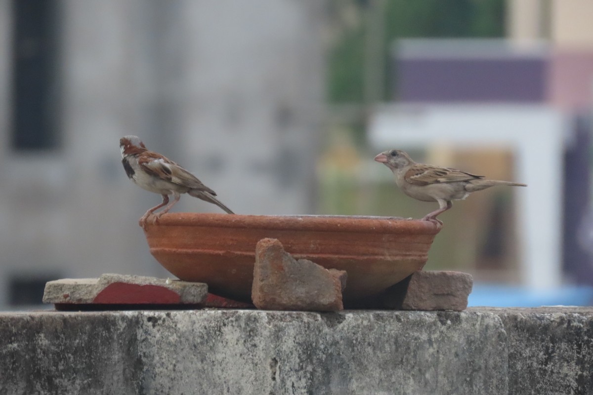 House Sparrow - Chitra Ingole