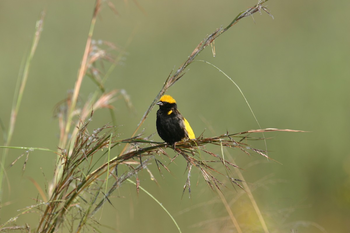 Yellow-crowned Bishop - Neil Wright