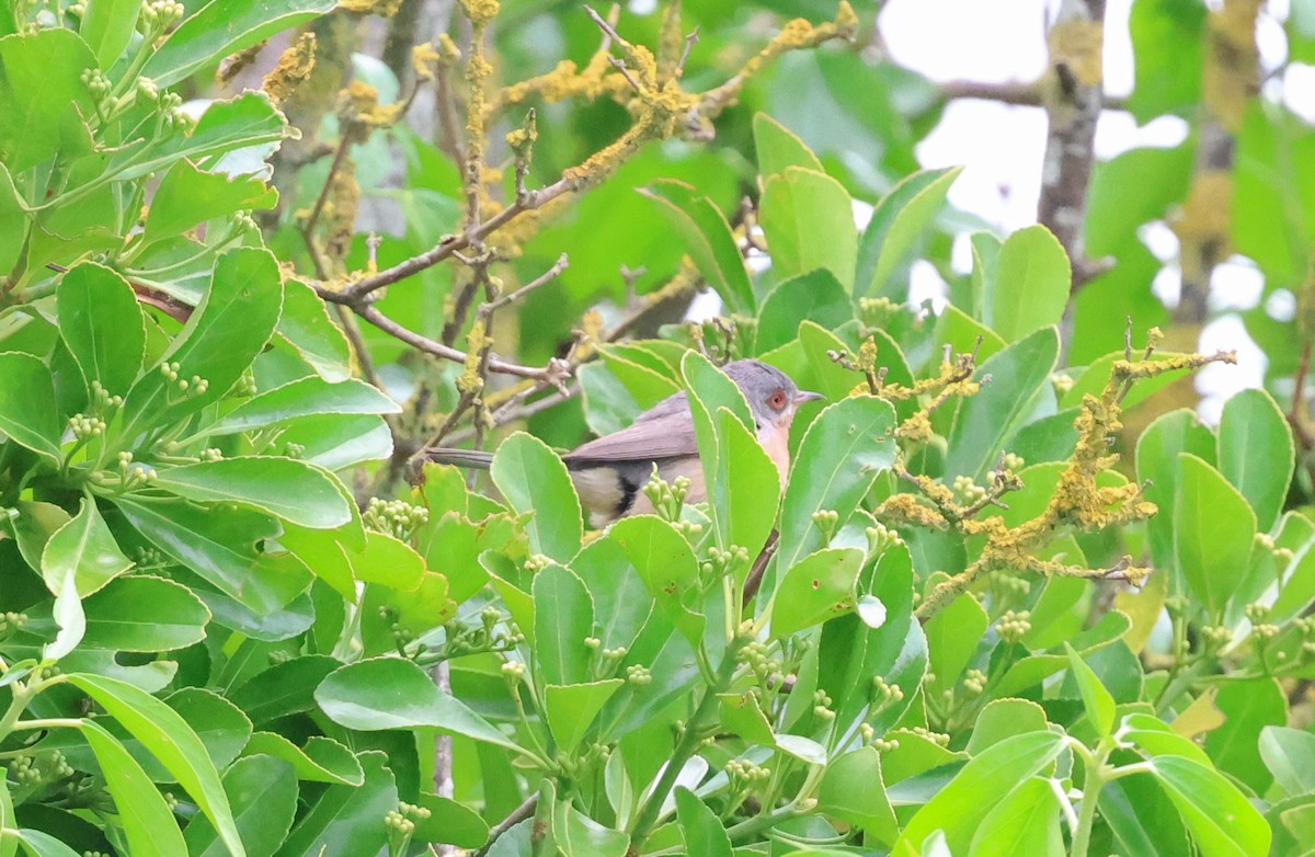 Western Subalpine Warbler - ML619518356