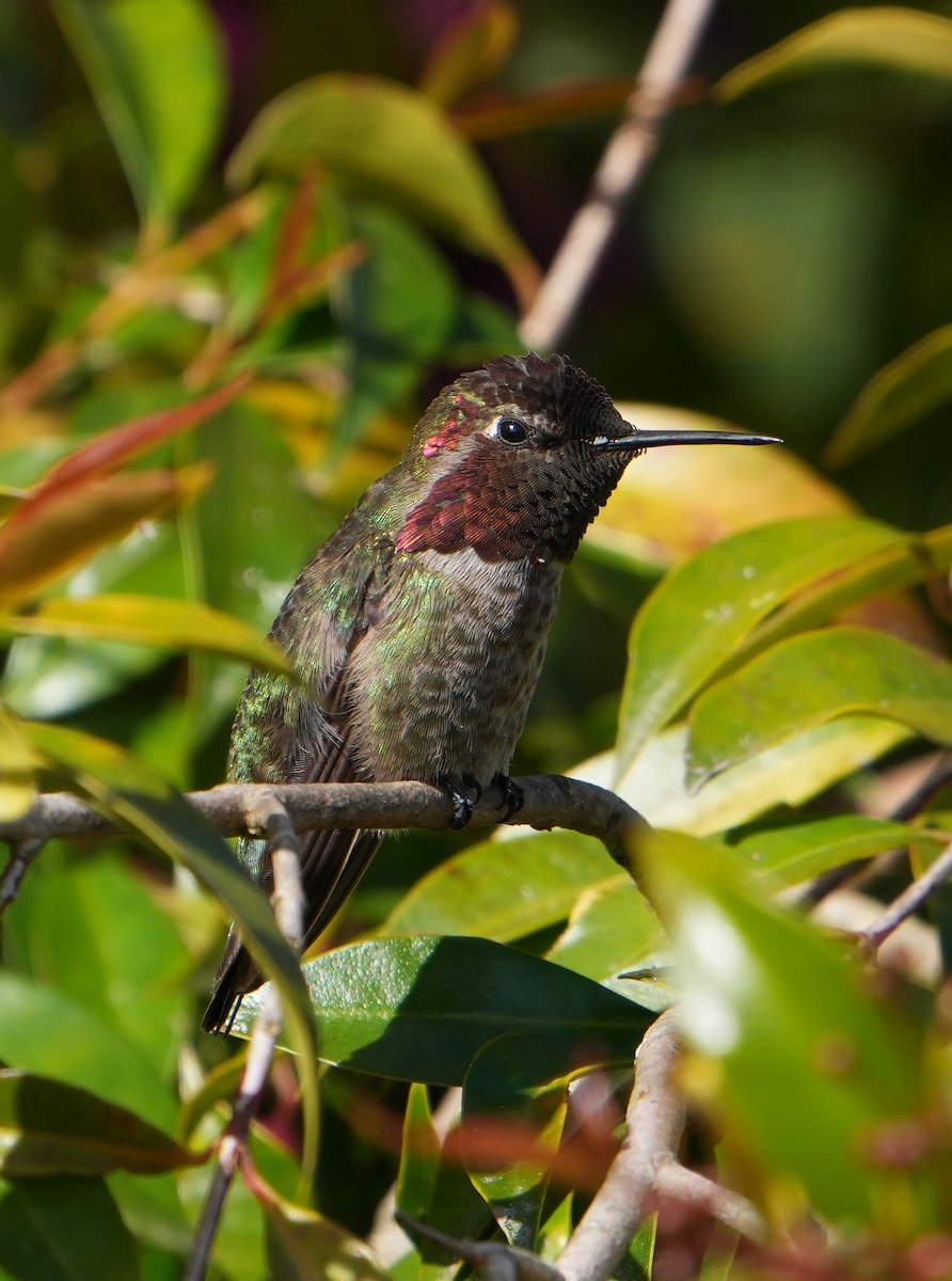 Anna's Hummingbird - Pete Sole