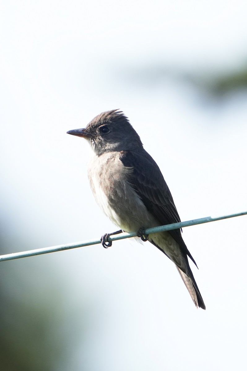 Olive-sided Flycatcher - Pete Sole