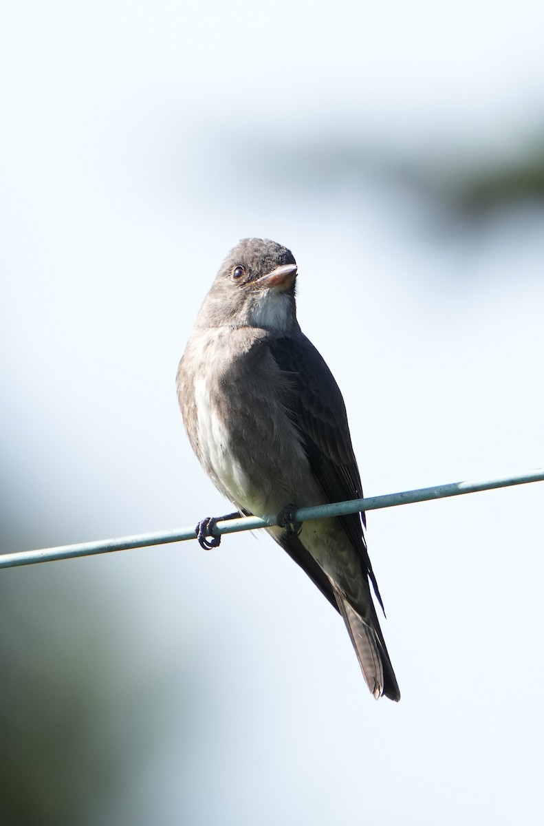 Olive-sided Flycatcher - Pete Sole