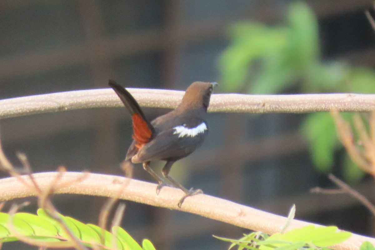 Indian Robin - Chitra Ingole