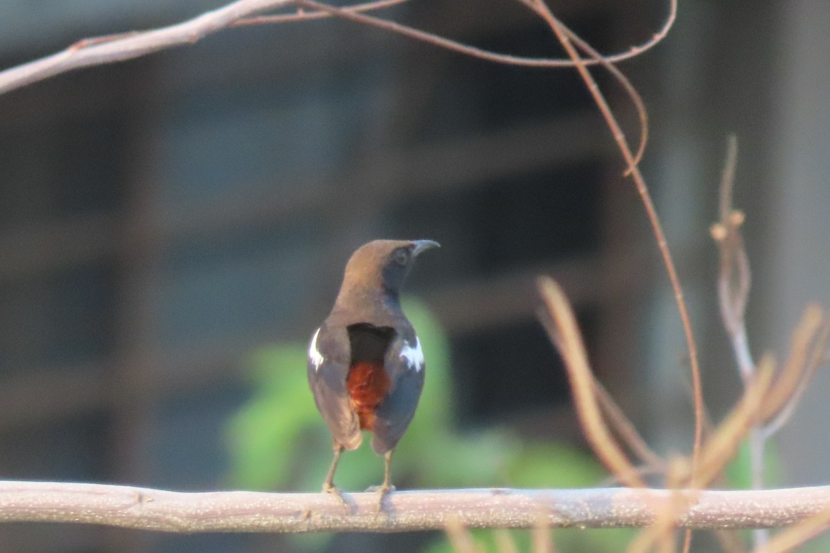 Indian Robin - Chitra Ingole