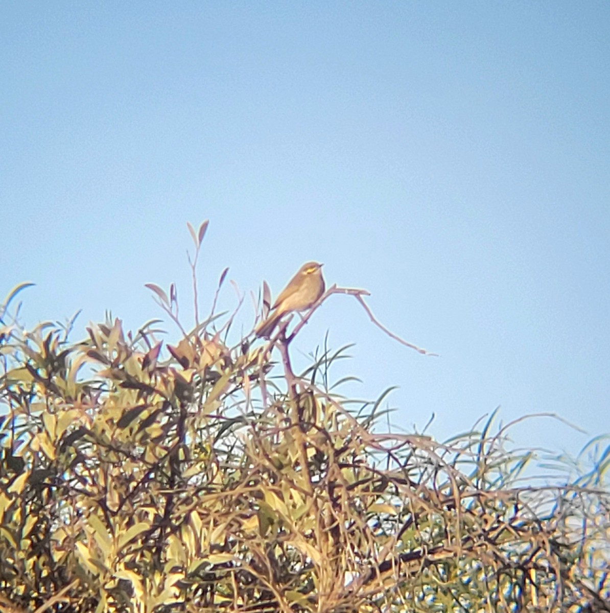 Yellow-faced Honeyeater - ML619518372