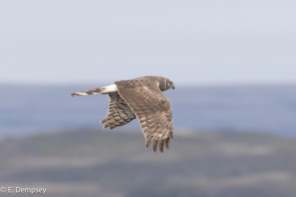 Northern Harrier - Ethel Dempsey