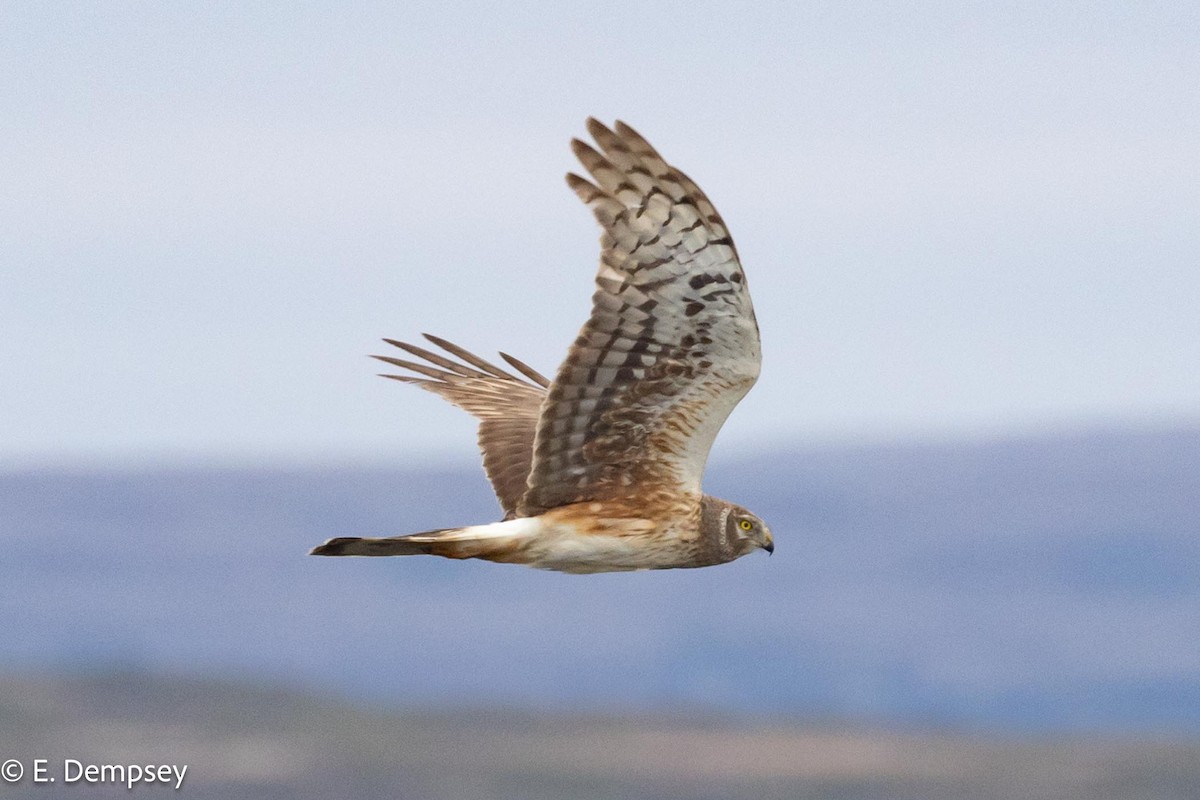 Northern Harrier - Ethel Dempsey