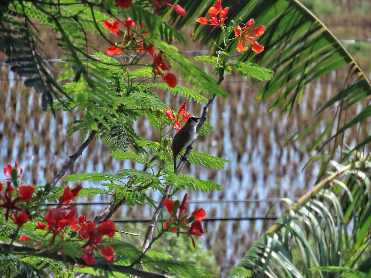 Yellow-vented Bulbul - Hercs Doria