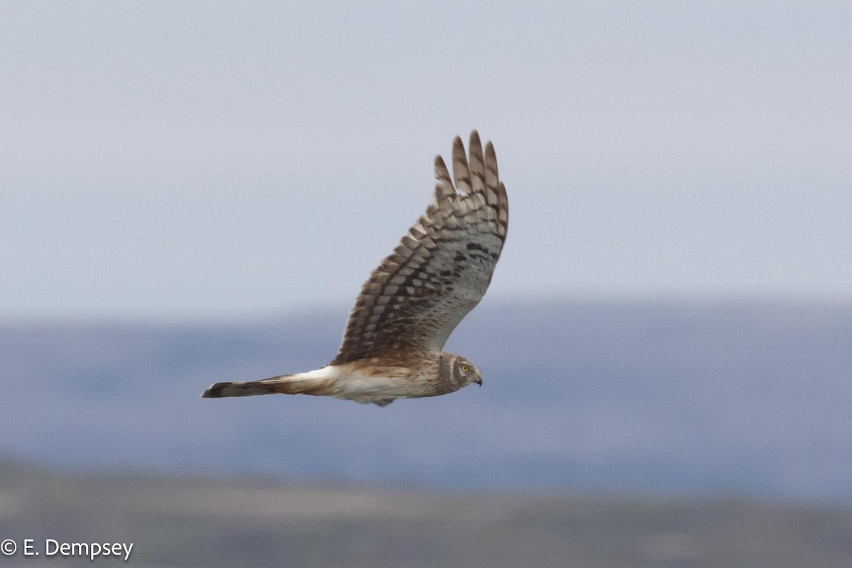 Northern Harrier - Ethel Dempsey