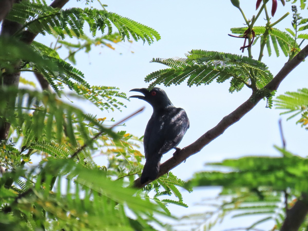 Asian Glossy Starling - Hercs Doria