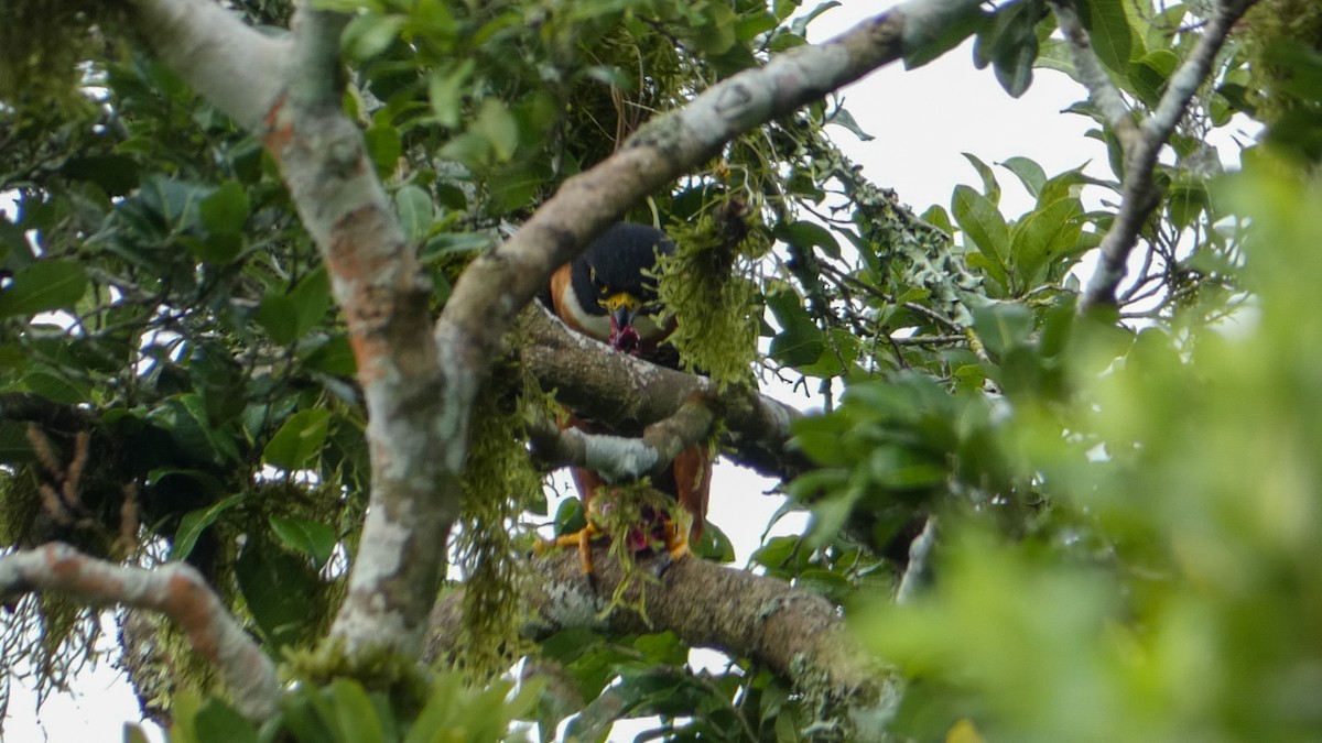 Orange-breasted Falcon - Roberto  Garrigues