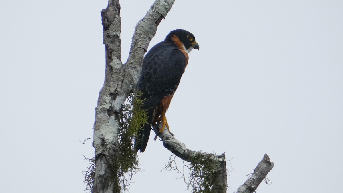 Orange-breasted Falcon - Roberto  Garrigues