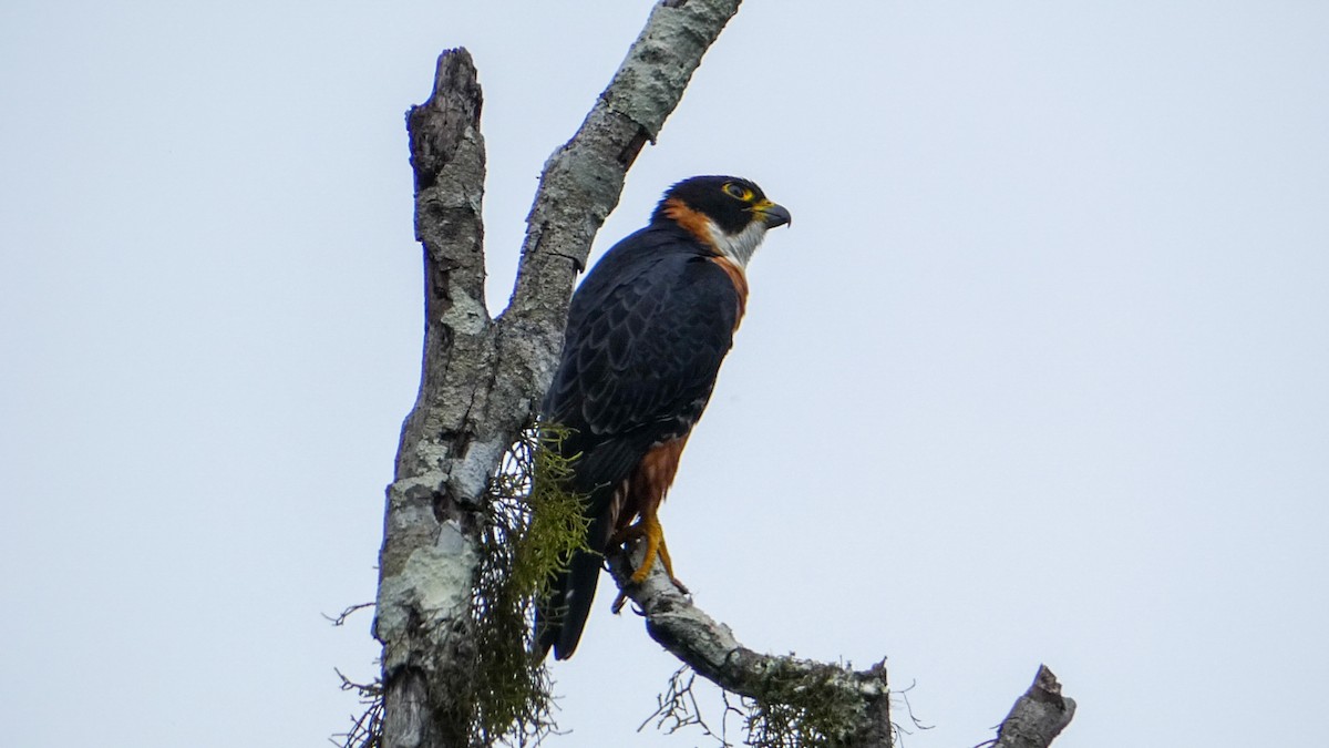 Orange-breasted Falcon - Roberto  Garrigues