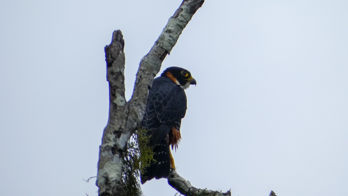 Orange-breasted Falcon - Roberto  Garrigues