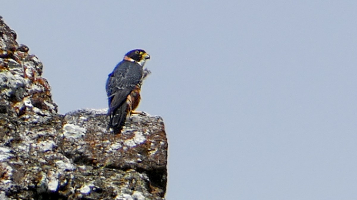 Orange-breasted Falcon - Roberto  Garrigues