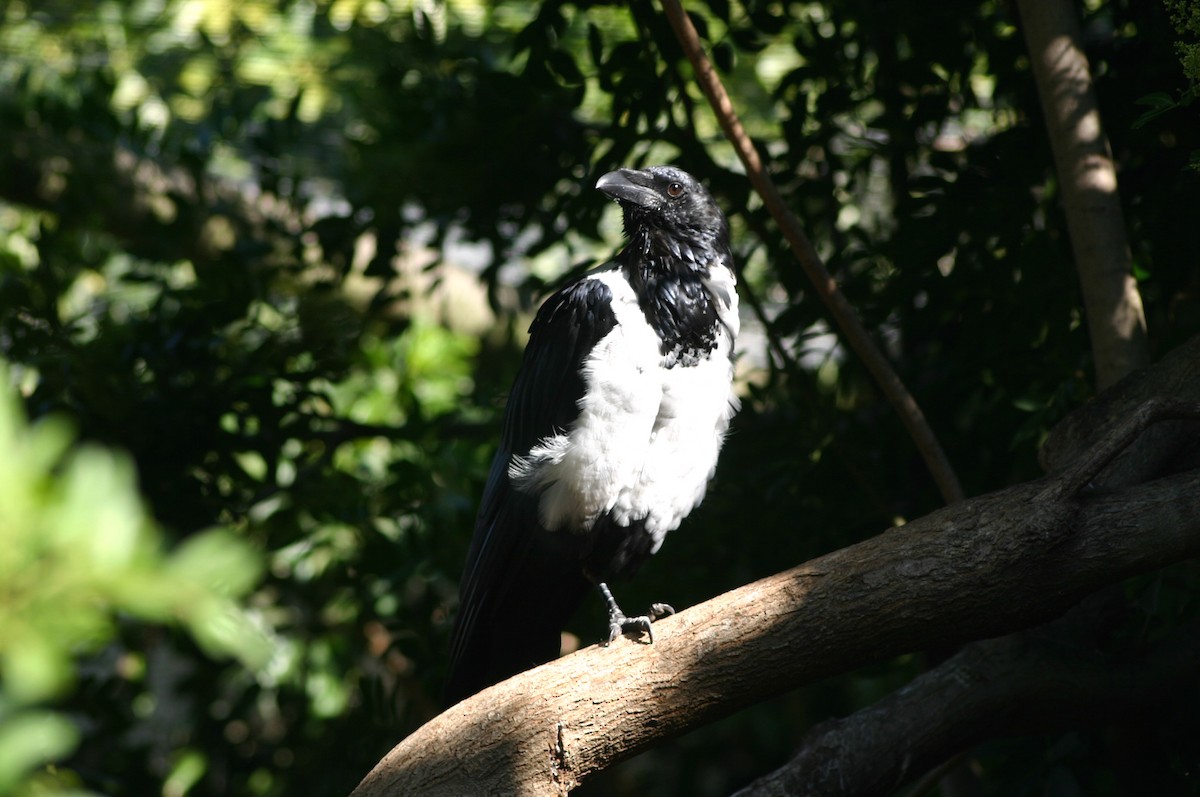 Pied Crow - Neil Wright