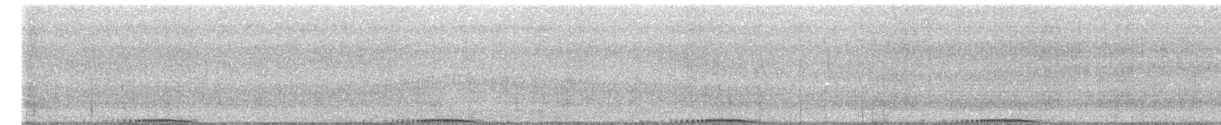 holub skalní (domácí) - ML619518404