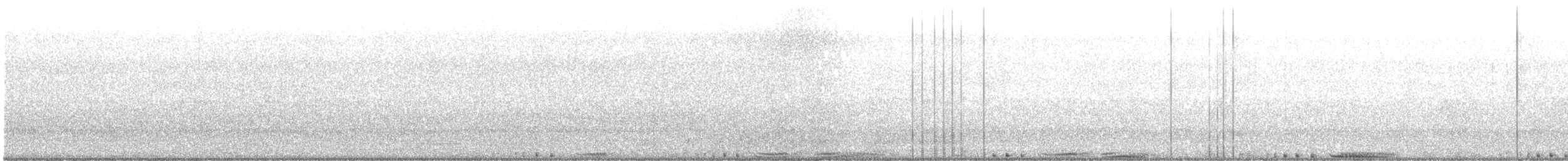 holub skalní (domácí) - ML619518407