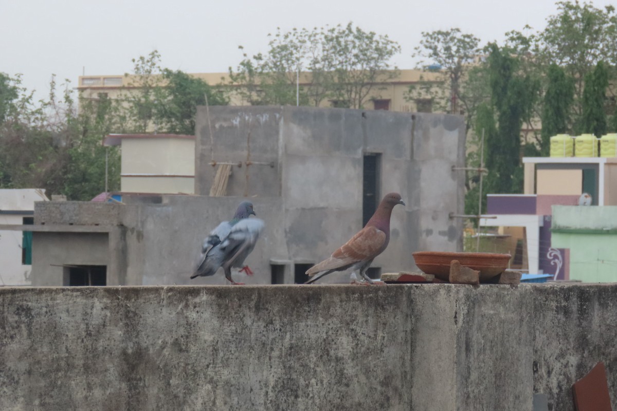 Rock Pigeon (Feral Pigeon) - Chitra Ingole