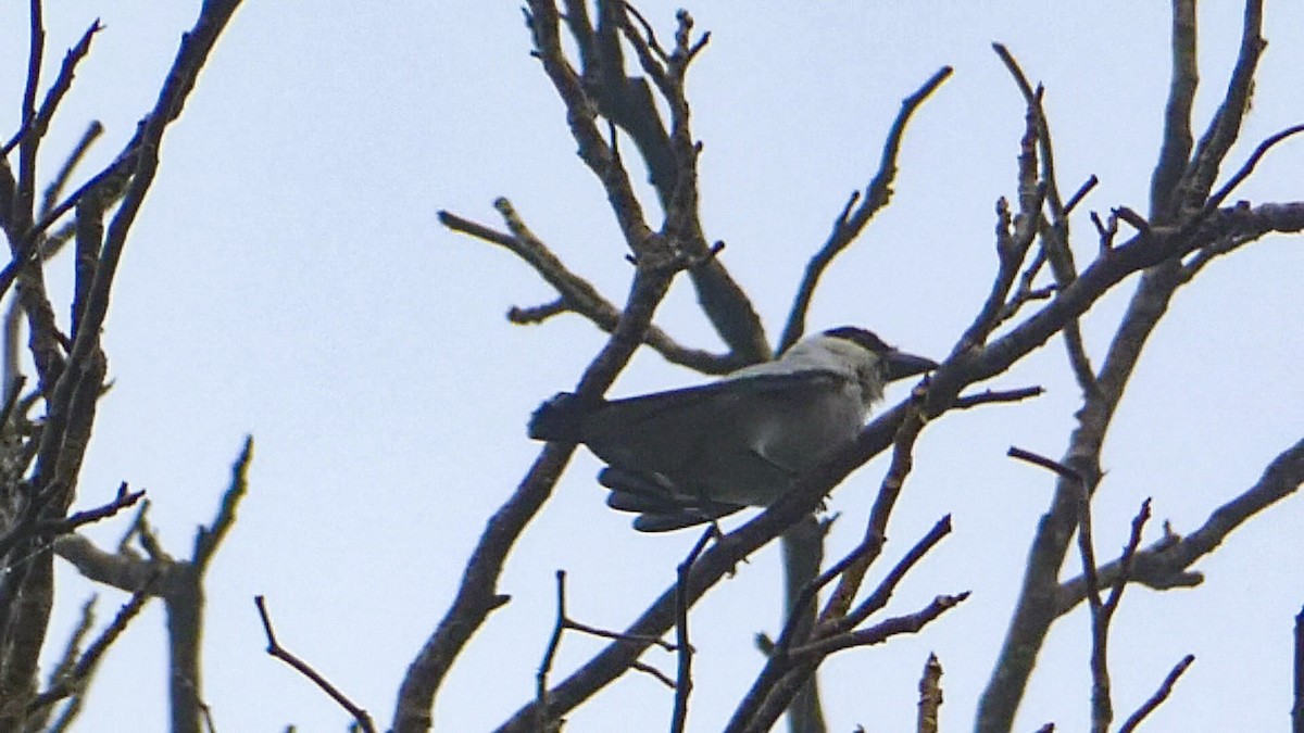 Black-crowned Tityra - Roberto  Garrigues