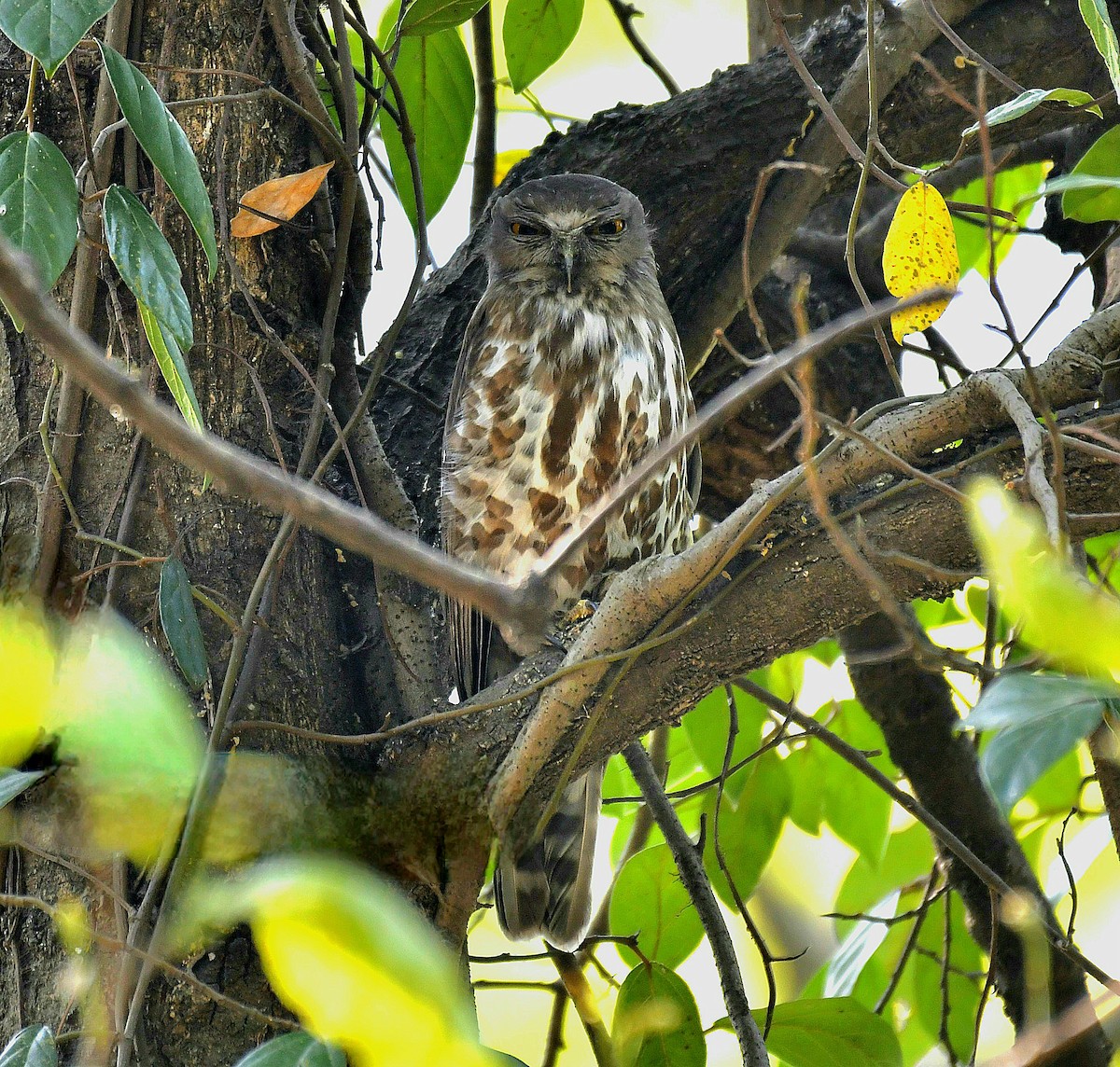 Brown Boobook - ML619518413