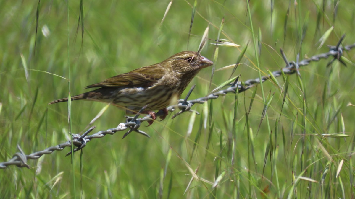 Purple Finch - Petra Clayton