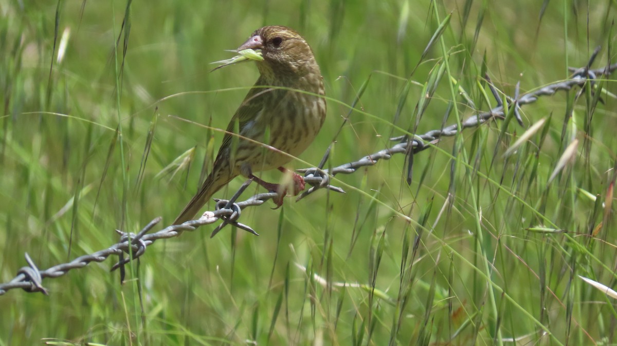 Purple Finch - Petra Clayton