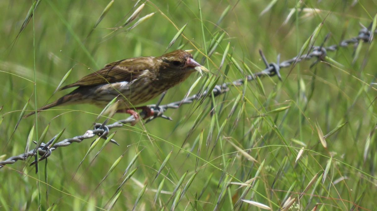 Purple Finch - Petra Clayton