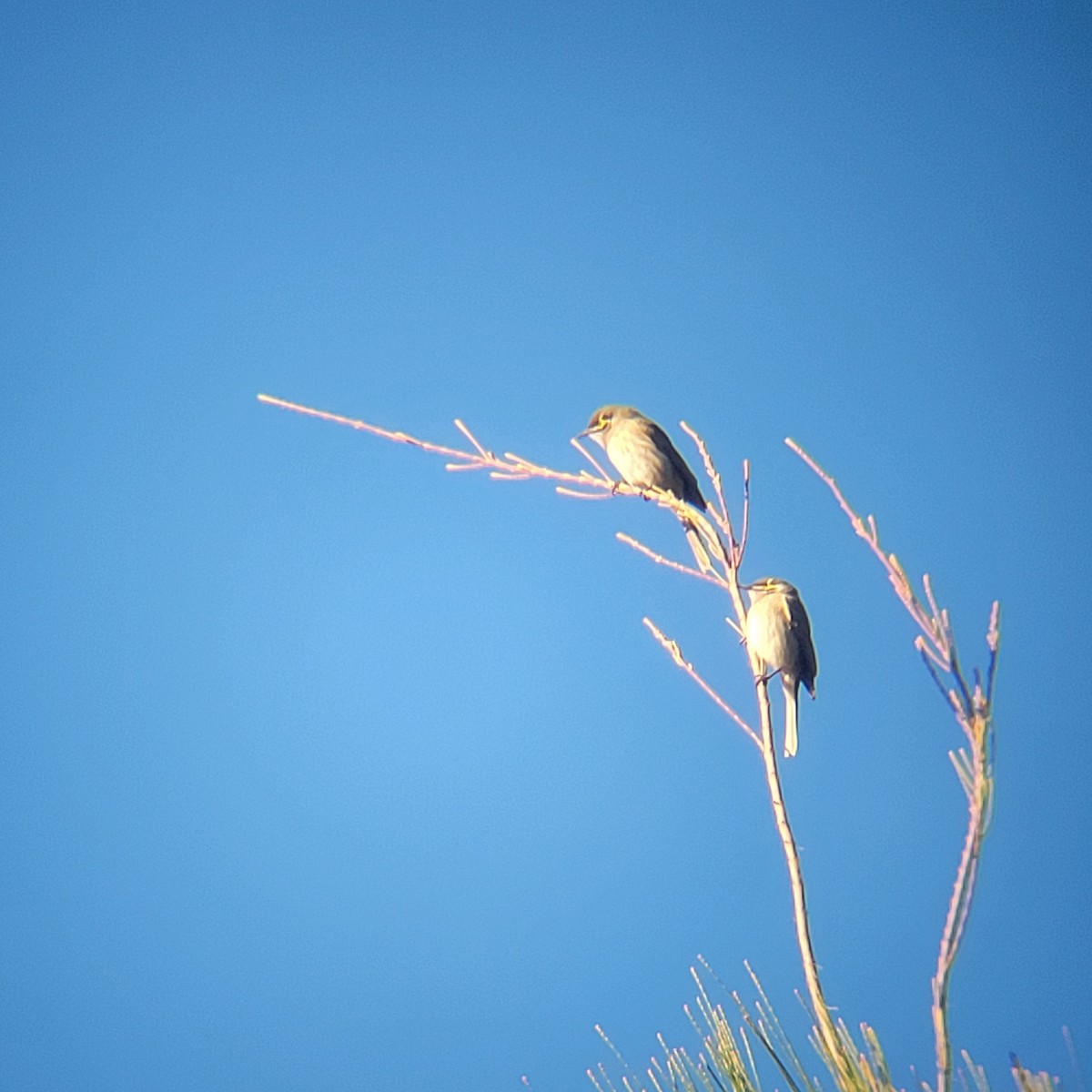 Yellow-faced Honeyeater - ML619518427