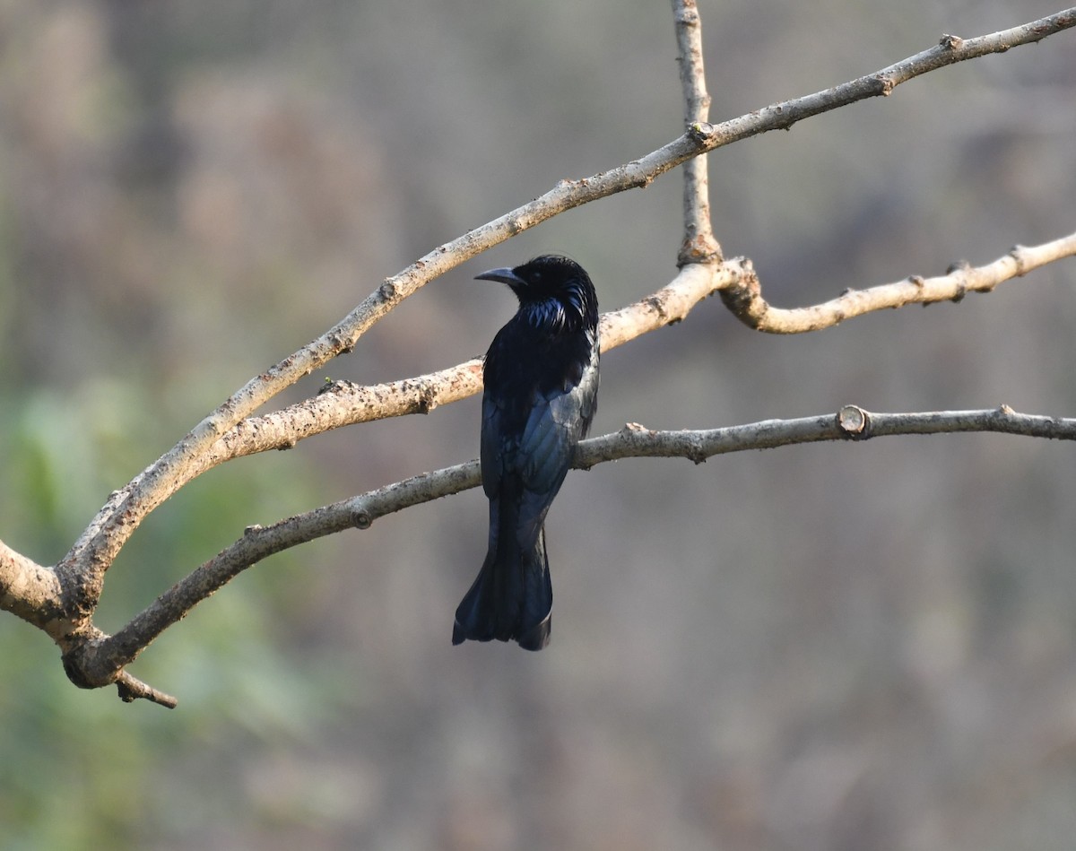 Hair-crested Drongo - Anandhamohana Mona