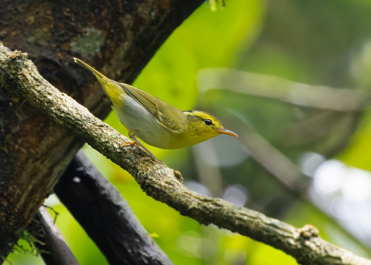 Yellow-vented Warbler - Ayuwat Jearwattanakanok